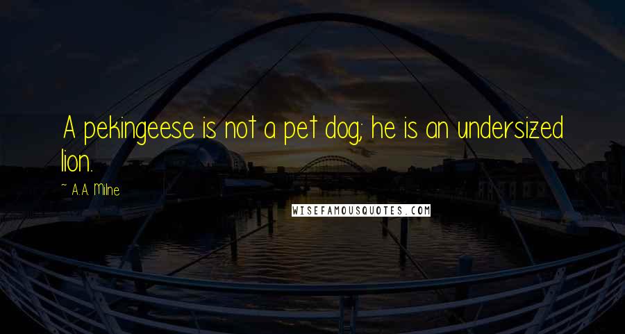 A.A. Milne Quotes: A pekingeese is not a pet dog; he is an undersized lion.