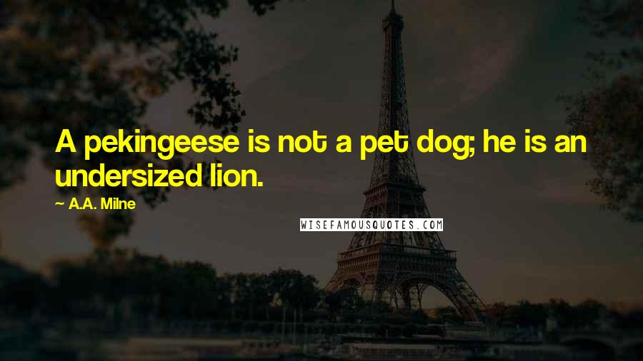 A.A. Milne Quotes: A pekingeese is not a pet dog; he is an undersized lion.