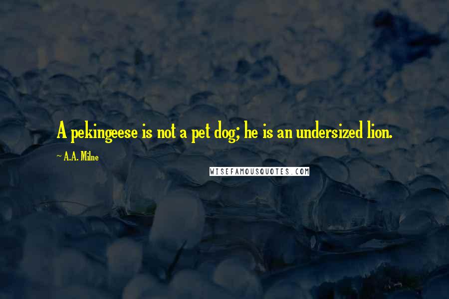 A.A. Milne Quotes: A pekingeese is not a pet dog; he is an undersized lion.
