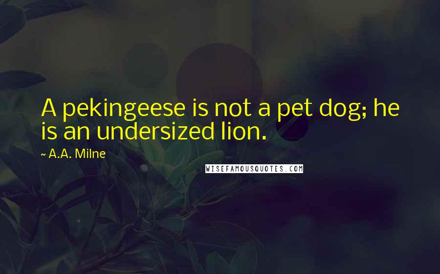 A.A. Milne Quotes: A pekingeese is not a pet dog; he is an undersized lion.