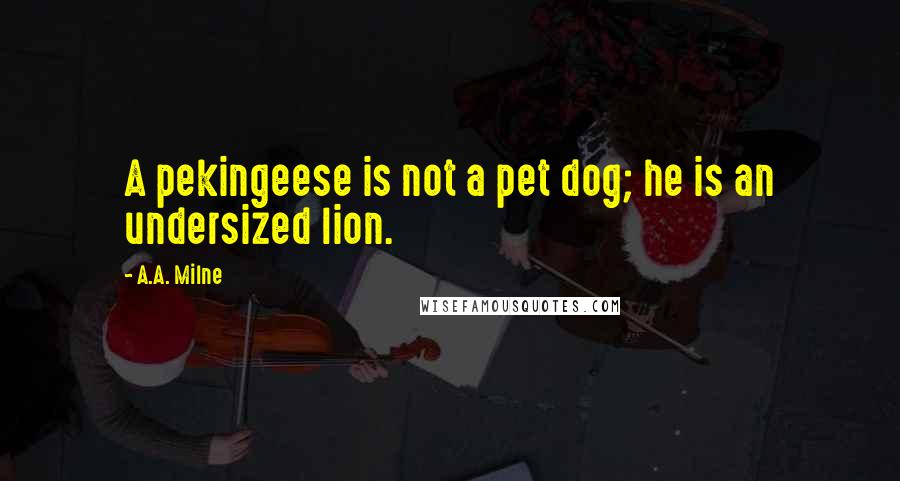 A.A. Milne Quotes: A pekingeese is not a pet dog; he is an undersized lion.