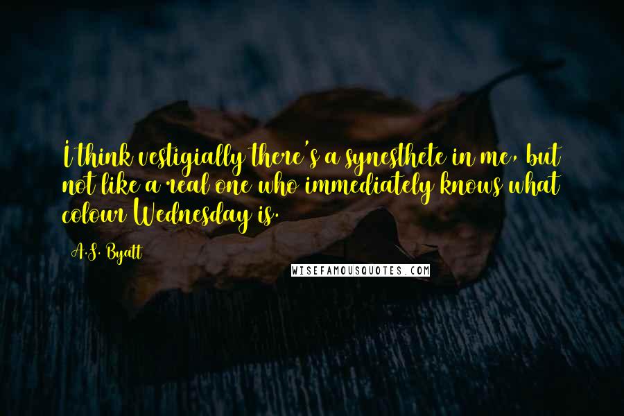 A.S. Byatt Quotes: I think vestigially there's a synesthete in me, but not like a real one who immediately knows what colour Wednesday is.