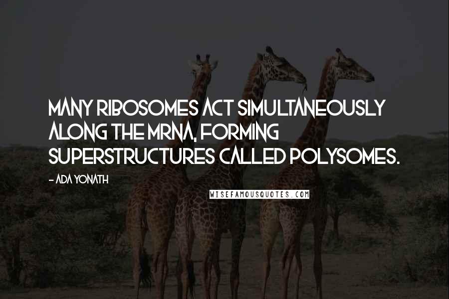 Ada Yonath Quotes: Many ribosomes act simultaneously along the mRNA, forming superstructures called polysomes.