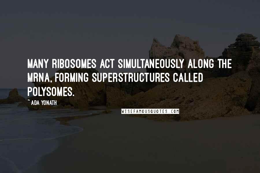 Ada Yonath Quotes: Many ribosomes act simultaneously along the mRNA, forming superstructures called polysomes.