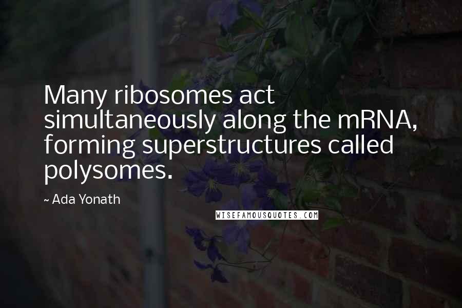 Ada Yonath Quotes: Many ribosomes act simultaneously along the mRNA, forming superstructures called polysomes.