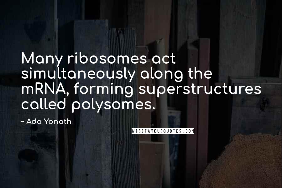 Ada Yonath Quotes: Many ribosomes act simultaneously along the mRNA, forming superstructures called polysomes.