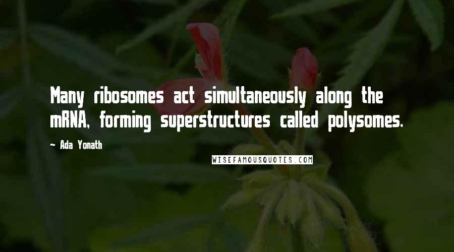 Ada Yonath Quotes: Many ribosomes act simultaneously along the mRNA, forming superstructures called polysomes.