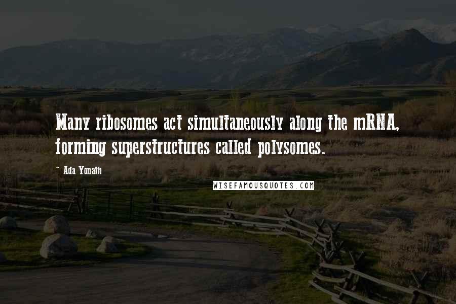 Ada Yonath Quotes: Many ribosomes act simultaneously along the mRNA, forming superstructures called polysomes.