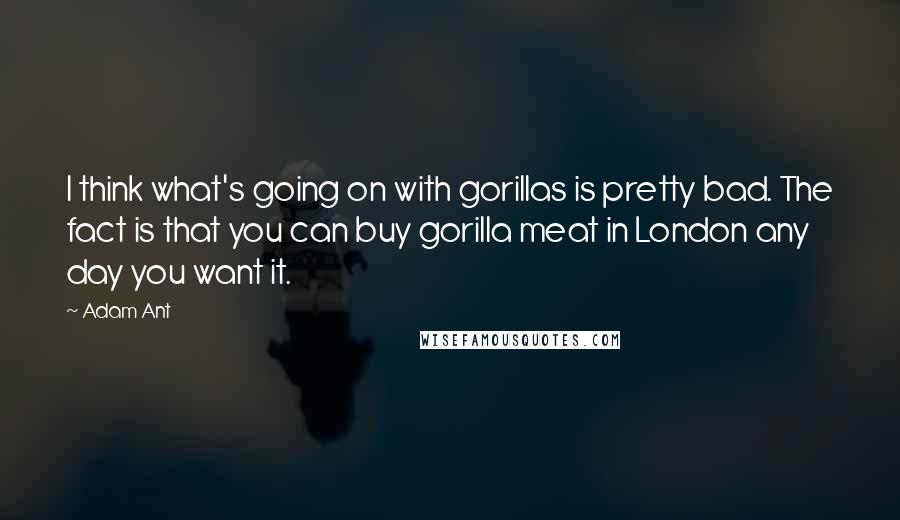Adam Ant Quotes: I think what's going on with gorillas is pretty bad. The fact is that you can buy gorilla meat in London any day you want it.