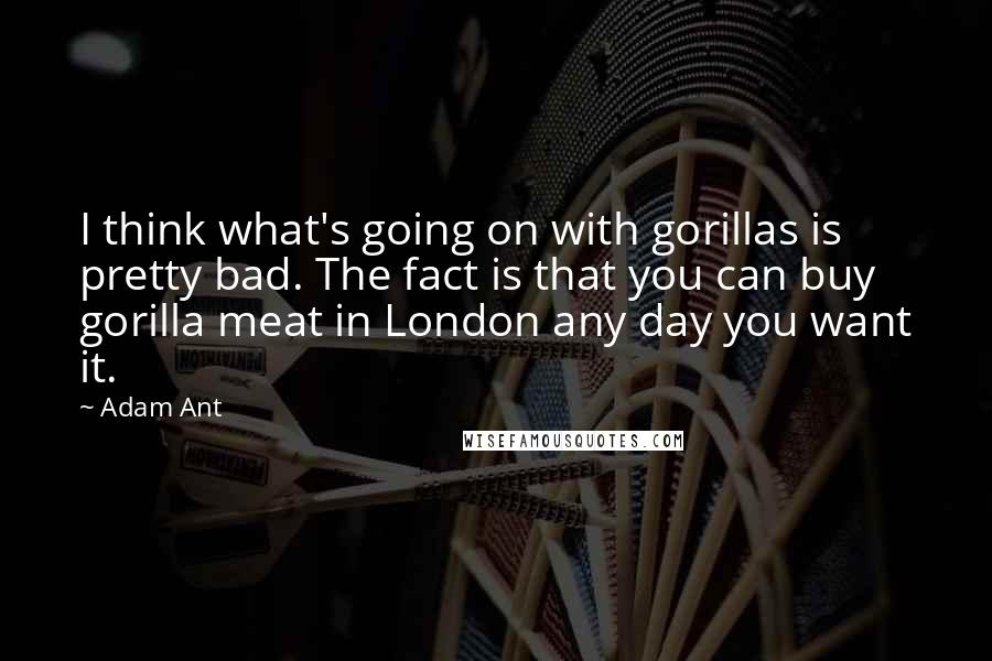 Adam Ant Quotes: I think what's going on with gorillas is pretty bad. The fact is that you can buy gorilla meat in London any day you want it.
