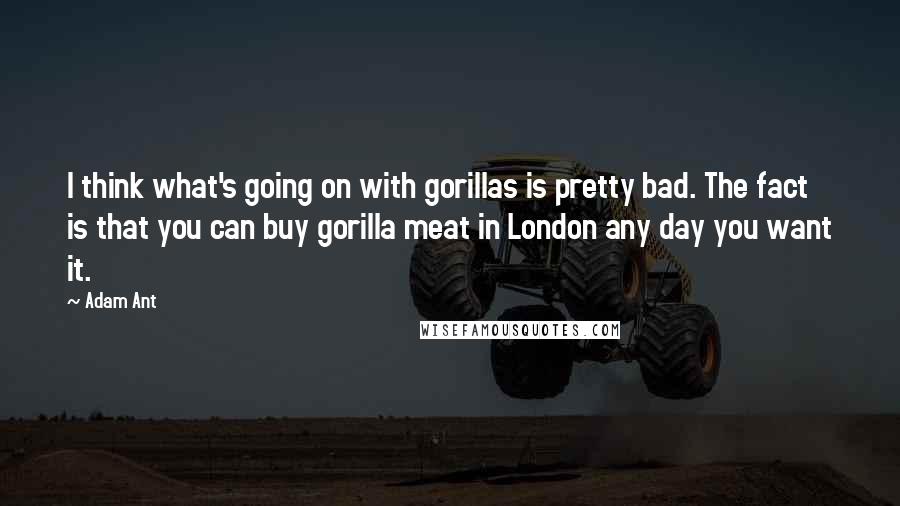 Adam Ant Quotes: I think what's going on with gorillas is pretty bad. The fact is that you can buy gorilla meat in London any day you want it.