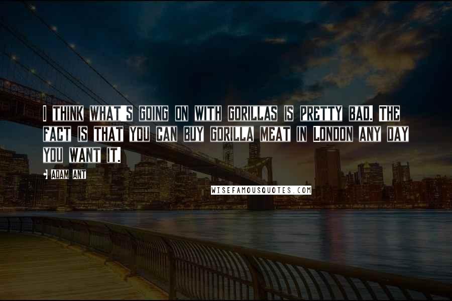 Adam Ant Quotes: I think what's going on with gorillas is pretty bad. The fact is that you can buy gorilla meat in London any day you want it.