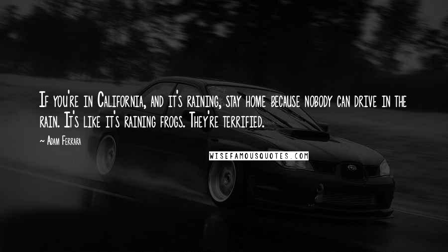 Adam Ferrara Quotes: If you're in California, and it's raining, stay home because nobody can drive in the rain. It's like it's raining frogs. They're terrified.