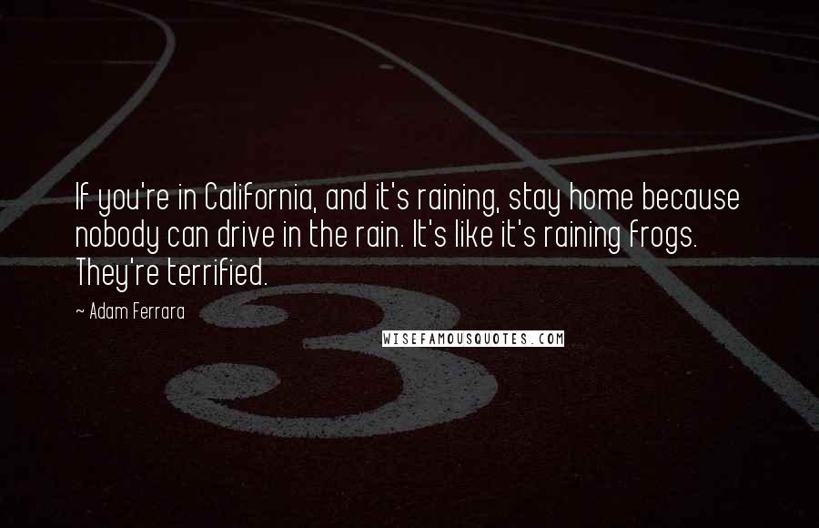 Adam Ferrara Quotes: If you're in California, and it's raining, stay home because nobody can drive in the rain. It's like it's raining frogs. They're terrified.