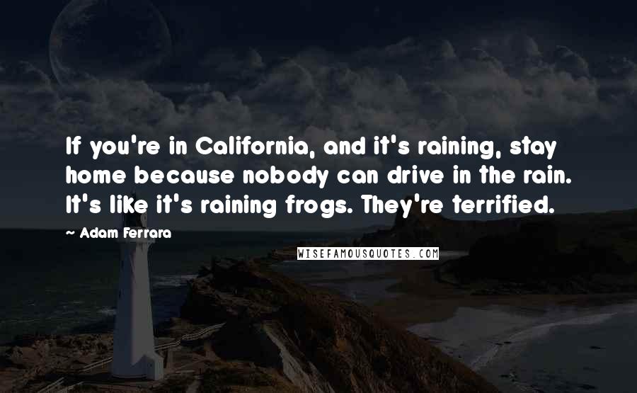 Adam Ferrara Quotes: If you're in California, and it's raining, stay home because nobody can drive in the rain. It's like it's raining frogs. They're terrified.