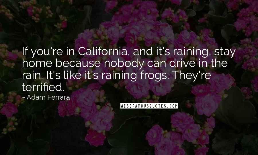 Adam Ferrara Quotes: If you're in California, and it's raining, stay home because nobody can drive in the rain. It's like it's raining frogs. They're terrified.