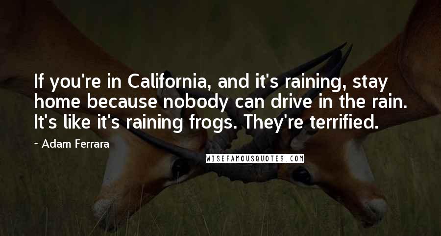 Adam Ferrara Quotes: If you're in California, and it's raining, stay home because nobody can drive in the rain. It's like it's raining frogs. They're terrified.