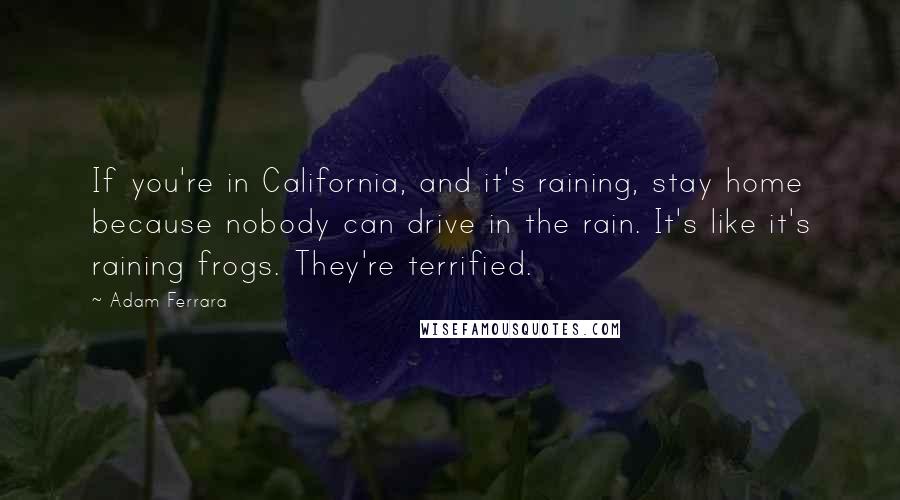 Adam Ferrara Quotes: If you're in California, and it's raining, stay home because nobody can drive in the rain. It's like it's raining frogs. They're terrified.