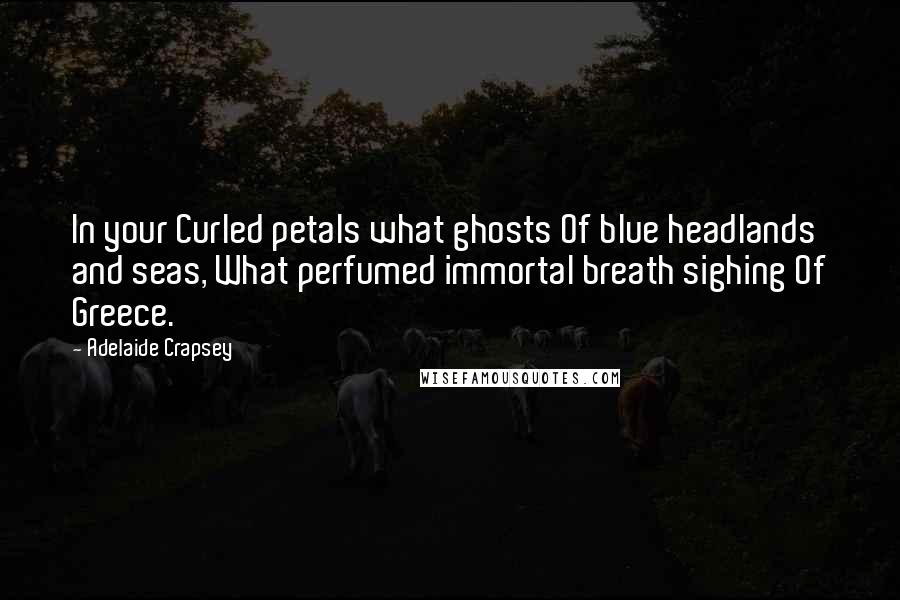 Adelaide Crapsey Quotes: In your Curled petals what ghosts Of blue headlands and seas, What perfumed immortal breath sighing Of Greece.