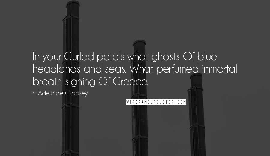 Adelaide Crapsey Quotes: In your Curled petals what ghosts Of blue headlands and seas, What perfumed immortal breath sighing Of Greece.