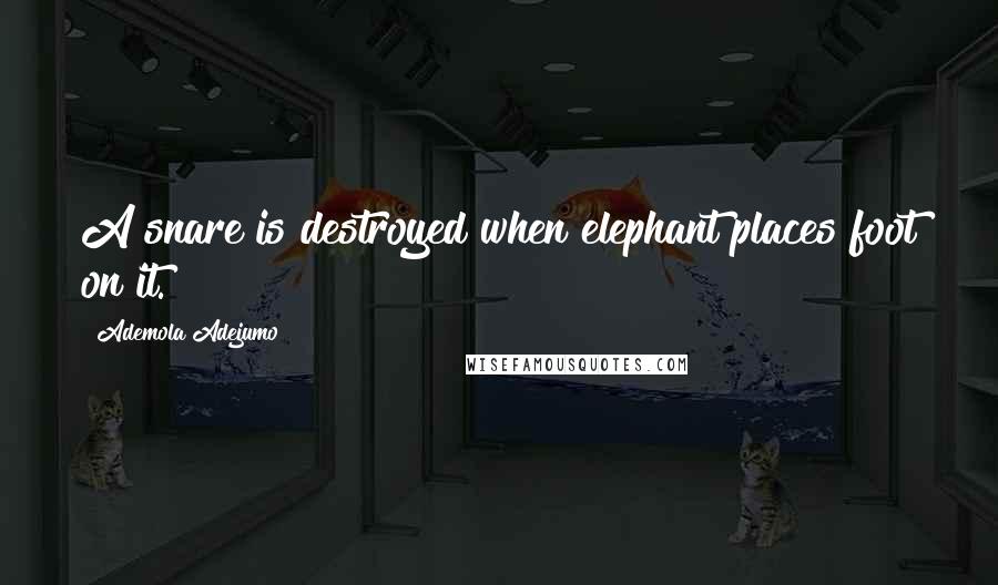 Ademola Adejumo Quotes: A snare is destroyed when elephant places foot on it.
