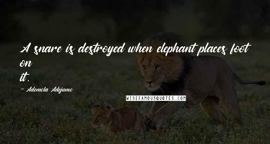 Ademola Adejumo Quotes: A snare is destroyed when elephant places foot on it.