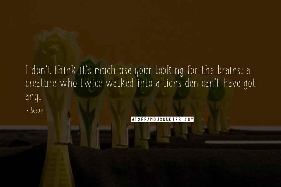 Aesop Quotes: I don't think it's much use your looking for the brains: a creature who twice walked into a lions den can't have got any.