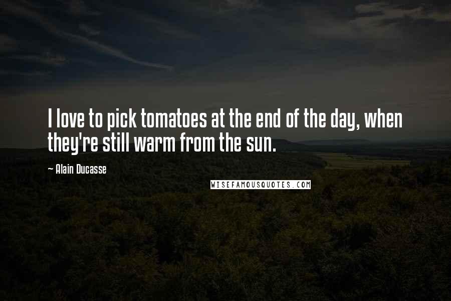 Alain Ducasse Quotes: I love to pick tomatoes at the end of the day, when they're still warm from the sun.