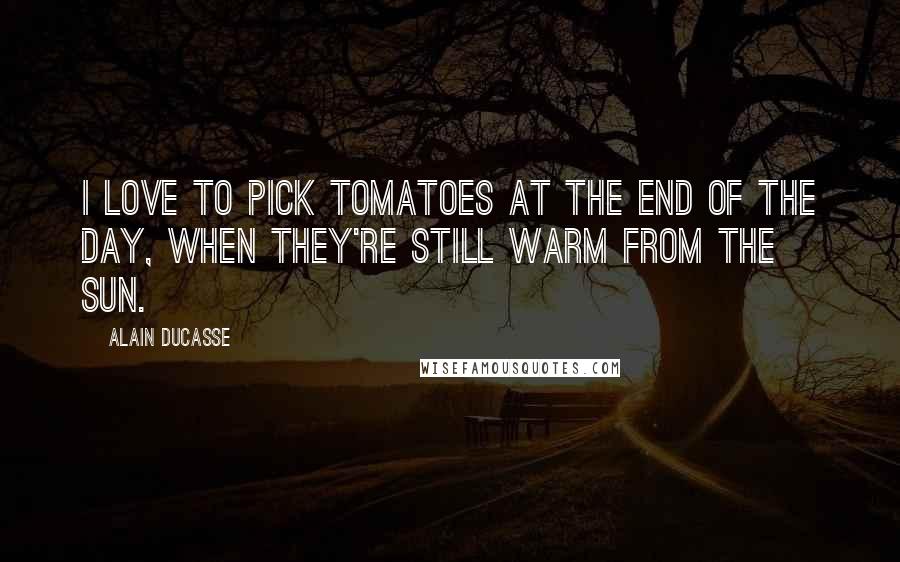 Alain Ducasse Quotes: I love to pick tomatoes at the end of the day, when they're still warm from the sun.