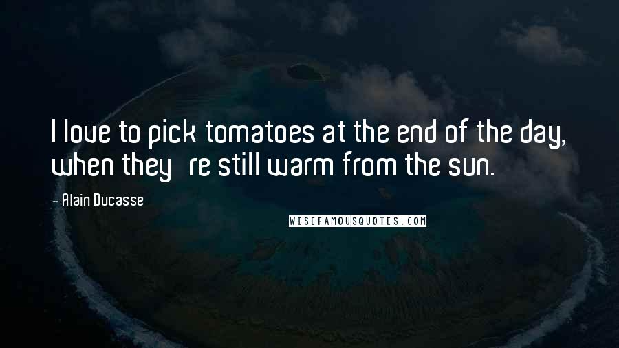 Alain Ducasse Quotes: I love to pick tomatoes at the end of the day, when they're still warm from the sun.