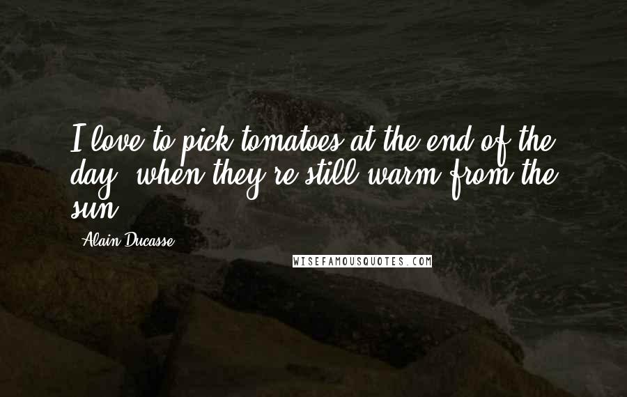 Alain Ducasse Quotes: I love to pick tomatoes at the end of the day, when they're still warm from the sun.