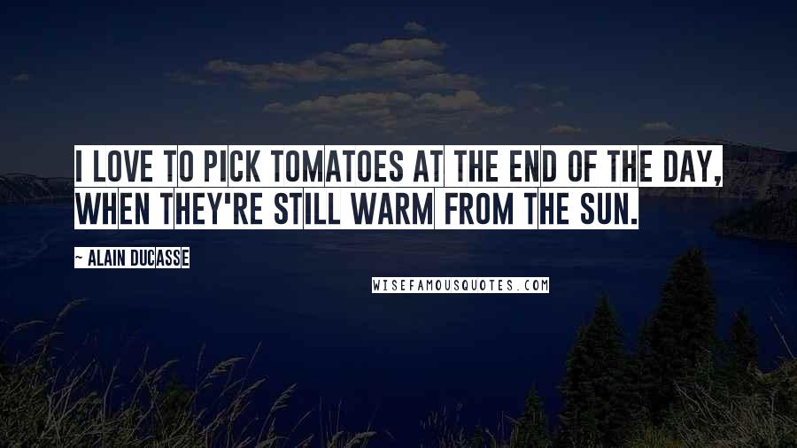 Alain Ducasse Quotes: I love to pick tomatoes at the end of the day, when they're still warm from the sun.