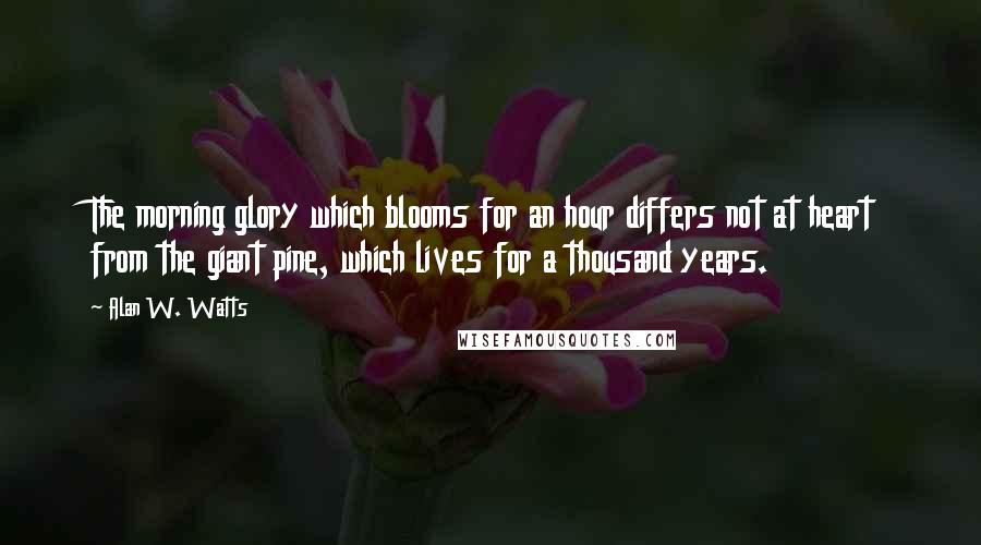 Alan W. Watts Quotes: The morning glory which blooms for an hour differs not at heart from the giant pine, which lives for a thousand years.