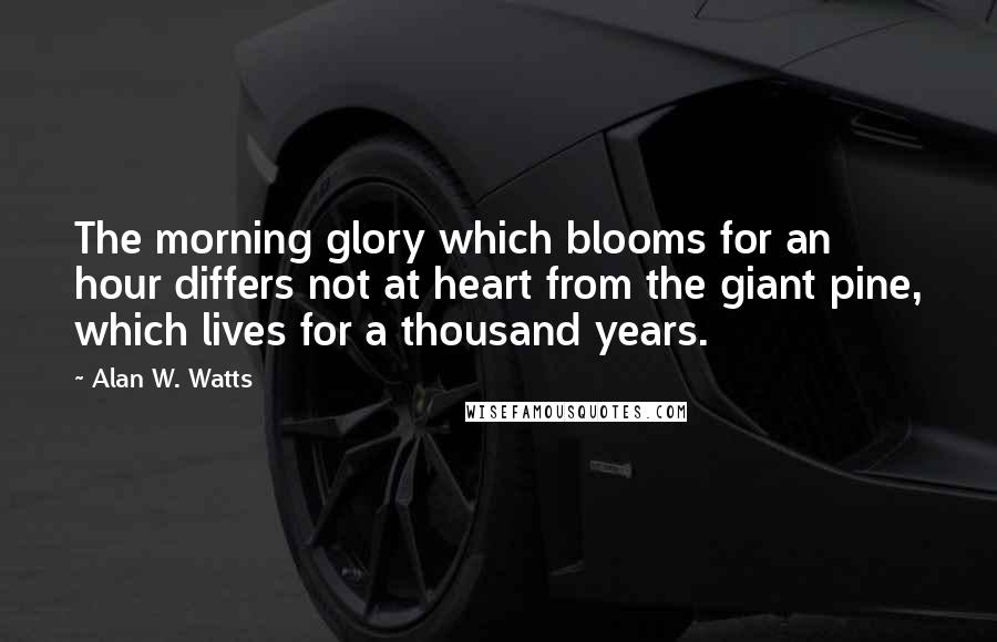 Alan W. Watts Quotes: The morning glory which blooms for an hour differs not at heart from the giant pine, which lives for a thousand years.