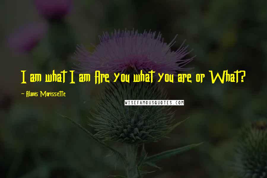 Alanis Morissette Quotes: I am what I am Are you what you are or What?