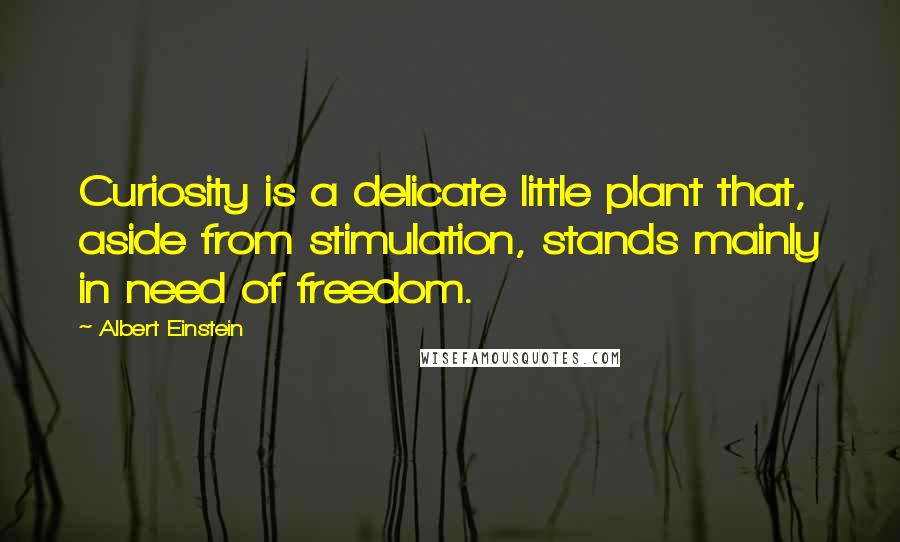 Albert Einstein Quotes: Curiosity is a delicate little plant that, aside from stimulation, stands mainly in need of freedom.