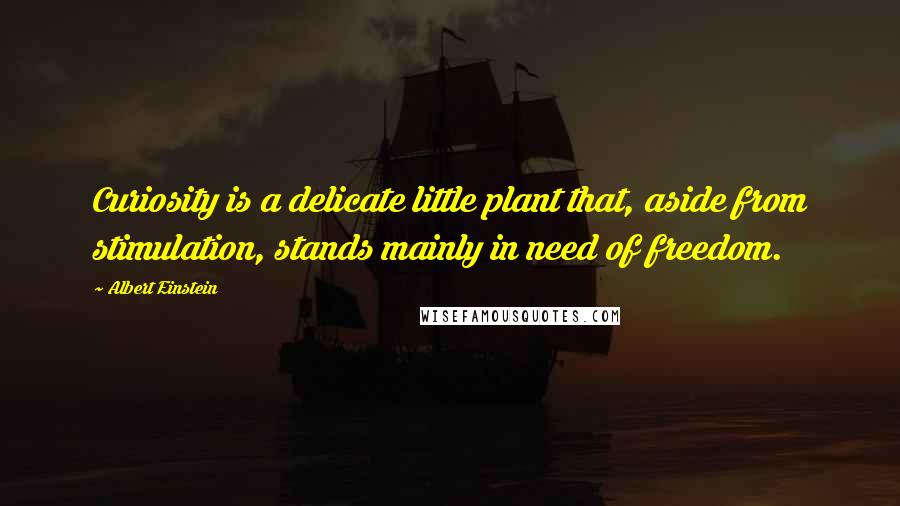 Albert Einstein Quotes: Curiosity is a delicate little plant that, aside from stimulation, stands mainly in need of freedom.