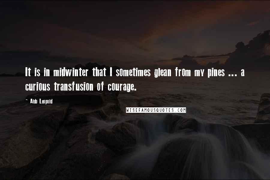 Aldo Leopold Quotes: It is in midwinter that I sometimes glean from my pines ... a curious transfusion of courage.