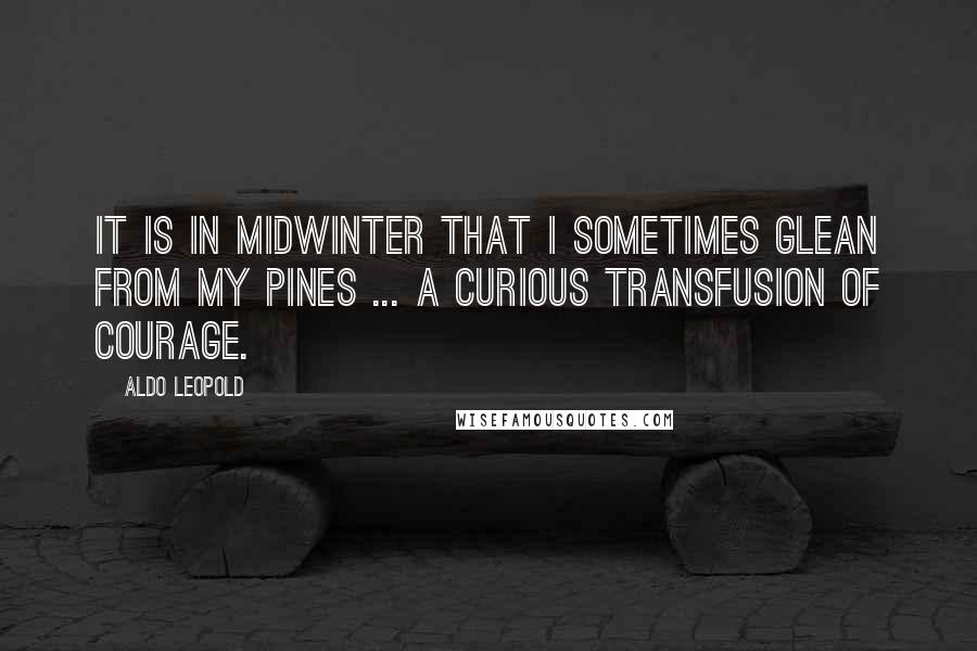 Aldo Leopold Quotes: It is in midwinter that I sometimes glean from my pines ... a curious transfusion of courage.