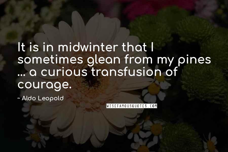 Aldo Leopold Quotes: It is in midwinter that I sometimes glean from my pines ... a curious transfusion of courage.