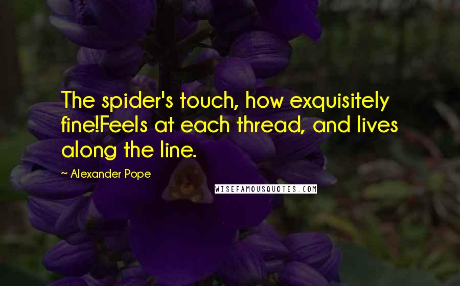 Alexander Pope Quotes: The spider's touch, how exquisitely fine!Feels at each thread, and lives along the line.