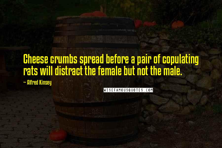 Alfred Kinsey Quotes: Cheese crumbs spread before a pair of copulating rats will distract the female but not the male.