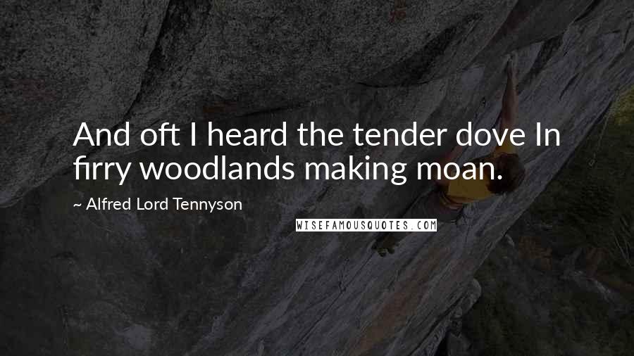 Alfred Lord Tennyson Quotes: And oft I heard the tender dove In firry woodlands making moan.