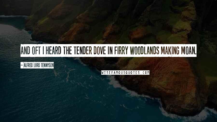Alfred Lord Tennyson Quotes: And oft I heard the tender dove In firry woodlands making moan.