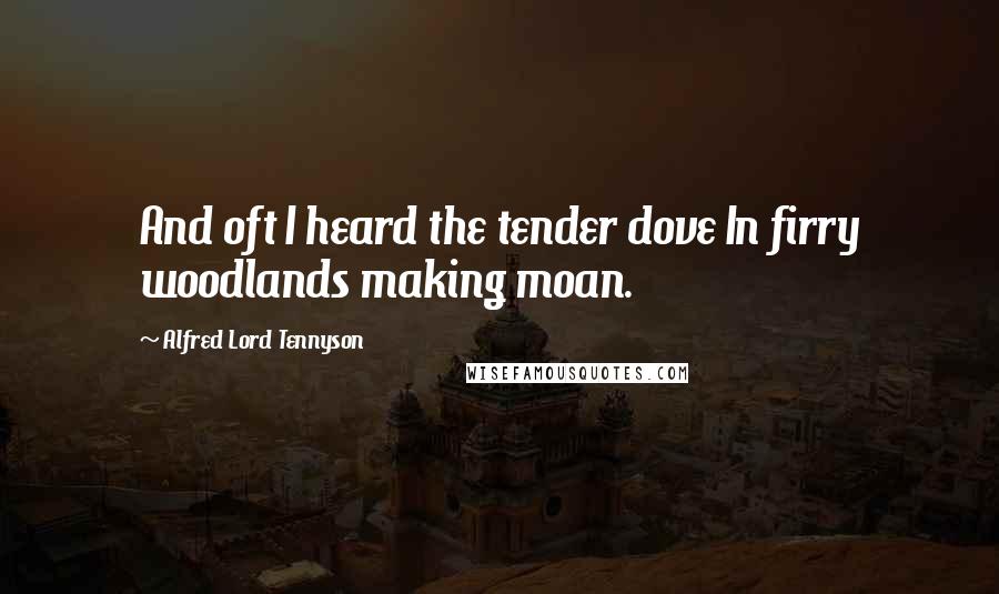 Alfred Lord Tennyson Quotes: And oft I heard the tender dove In firry woodlands making moan.