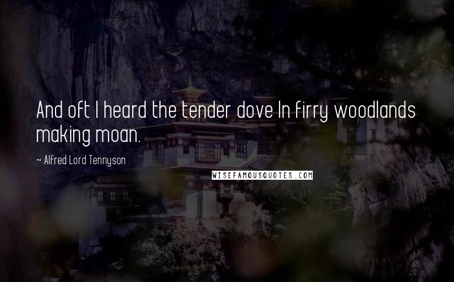 Alfred Lord Tennyson Quotes: And oft I heard the tender dove In firry woodlands making moan.