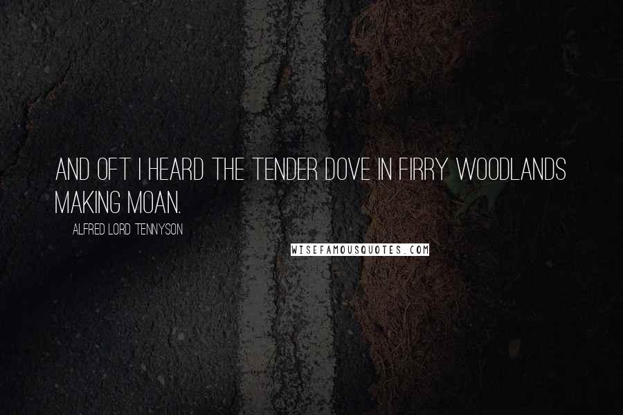 Alfred Lord Tennyson Quotes: And oft I heard the tender dove In firry woodlands making moan.