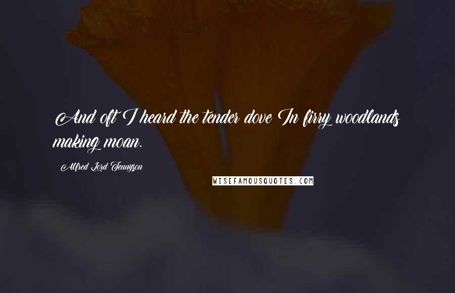Alfred Lord Tennyson Quotes: And oft I heard the tender dove In firry woodlands making moan.