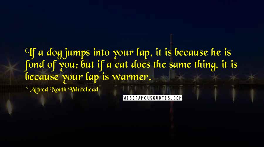 Alfred North Whitehead Quotes: If a dog jumps into your lap, it is because he is fond of you; but if a cat does the same thing, it is because your lap is warmer.