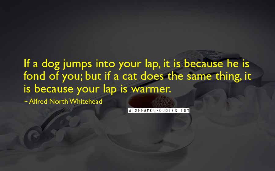 Alfred North Whitehead Quotes: If a dog jumps into your lap, it is because he is fond of you; but if a cat does the same thing, it is because your lap is warmer.